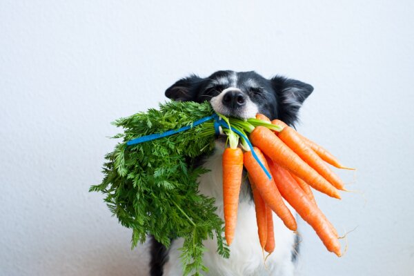 Obst und Gemüse für den Hund - 