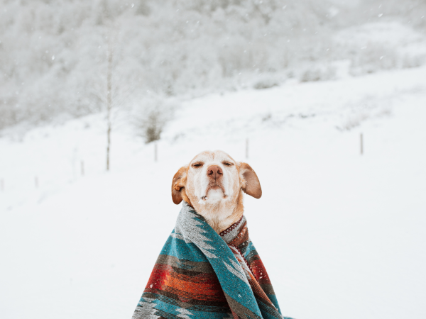 Tipps für den Winter mit Hund - 