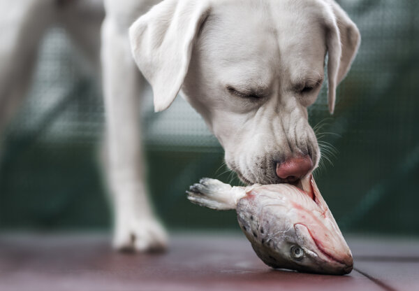 Fisch für Hunde: gesund und lecker! - 