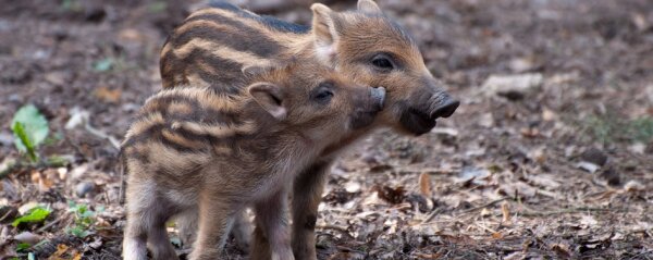 Afrikanische Schweinepest – wie gefährlich ist es für Hunde? - 