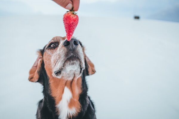 Dürfen Hunde Erdbeeren essen? - 